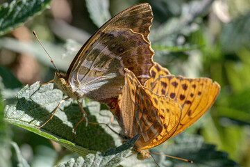 Fototapeta na wymiar Emperor coat butterflies when mating.
