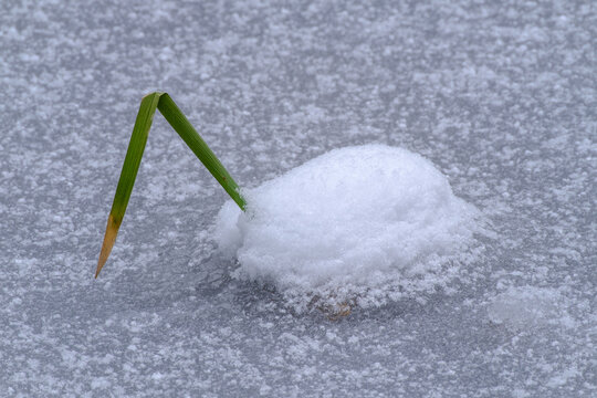 Geknickter Grashalm eingefroren auf der Oberfl&auml;che eines Sees in einem Schneeh&uuml;gel