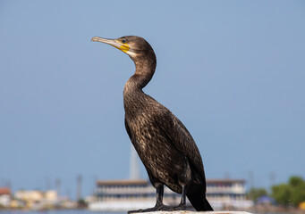 great cormorants resting on old rusty pier by the sea