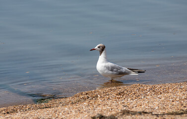 Adorable seagulls run along the coastline, spreading their white-gray wings and picking up food...