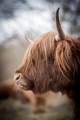 scottish highland cow
