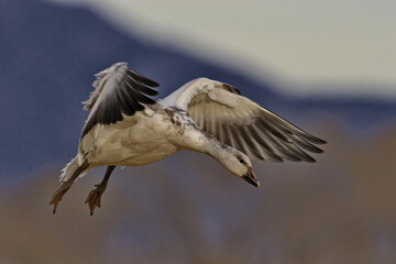 Close up of snow goose coming in for landing at Bernardo Waterfowl Management Area in New Mexico