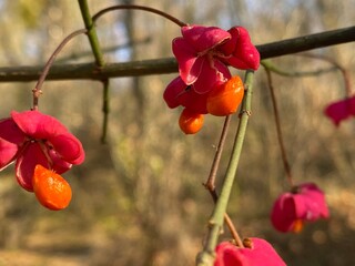 red poppy flowers