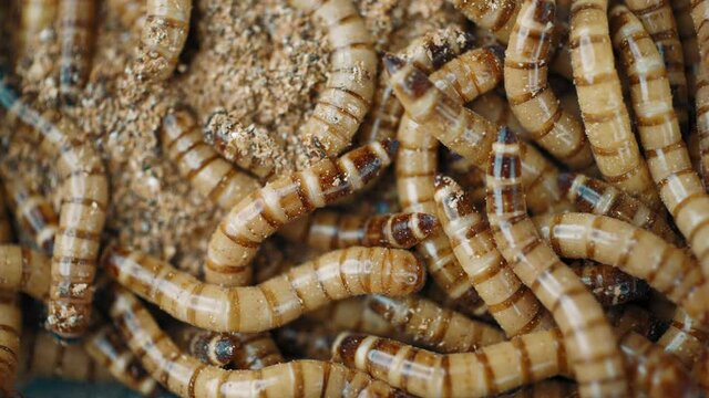 Selective focus. Group of worms Zophobas morio. Close up shooting of  Worms 1