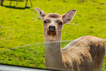 Obraz premium Close up shot of the beautiful Sika deer in the beautiful West Midland Safari Park