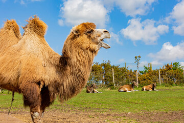 Close up shot of cute Bactrian camel in West Midland Safari Park - obrazy, fototapety, plakaty