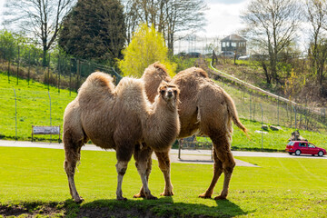 Close up shot of cute Bactrian camel in West Midland Safari Park