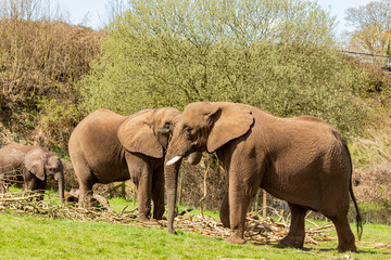 Close up shot of cute African forest elephant in the beautiful West Midland Safari Park