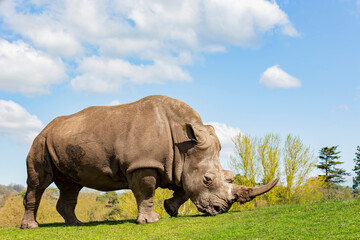 Close up shot of the Indian Rhinoceros in the beautiful West Midland Safari Park