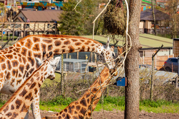 Close up shot of Giraffe eating in the beautiful West Midland Safari Park © Kit Leong