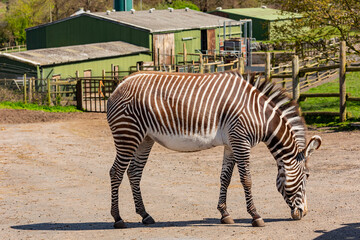 Fototapeta na wymiar Close up shot of cute zebra in the beautiful West Midland Safari Park