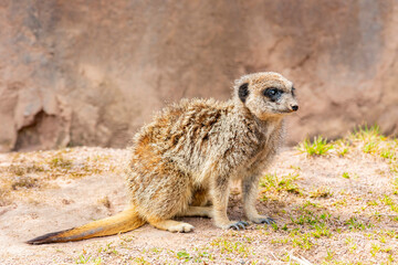 Close up shot of cute Meerkat in the beautiful West Midland Safari Park