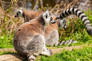 Naklejka na ściany i meble Close up shot of the Ring Tailed Lemur in the beautiful West Midland Safari Park