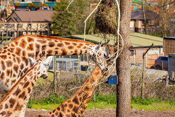 Close up shot of Giraffe eating in the beautiful West Midland Safari Park