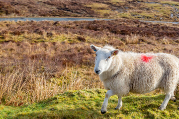Fototapeta premium Close up shot of cute sheep walking around