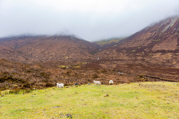 Beautiful country side with sheep walking around