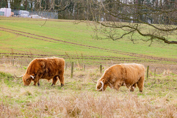 Close up shot of a cute Highland Cattle