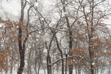 Beautiful winter trees with red leaves and lamp post. Snowfall. Winter style wallpaper.