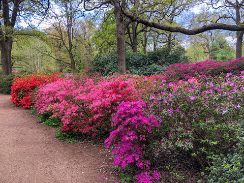 Azalea bushes in different shades in Richmond park, London. May 2021. very beautiful, spring mood. out of focus