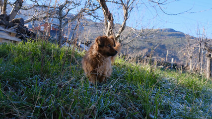 Perro marrón en invierno en el jardín