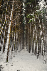 Winter, Bäume, Wald, Winterlandschaft, Schnee, Schneelandschaft, Weihnachten, Weg, Bayern