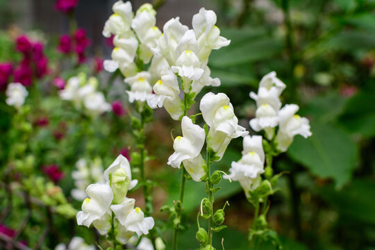 Many white dragon flowers or snapdragons or Antirrhinum in a sunny spring garden, beautiful outdoor floral background photographed with soft focus.