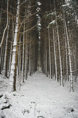 Fototapeta premium Winter, Bäume, Wald, Winterlandschaft, Schnee, Schneelandschaft, Weihnachten, Weg, Bayern