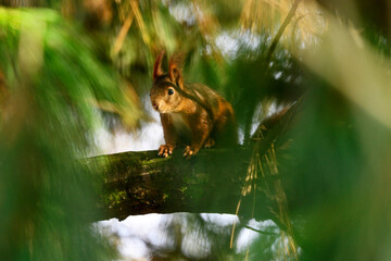  Eichhörnchen
