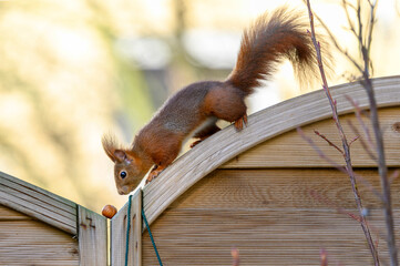  Eichhörnchen © Dwi