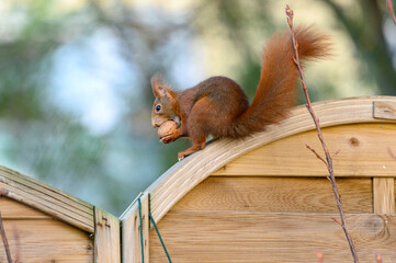  Eichhörnchen © Dwi