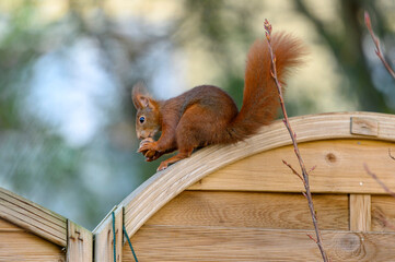  Eichhörnchen © Dwi