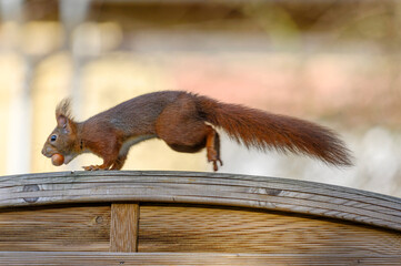  Eichhörnchen © Dwi