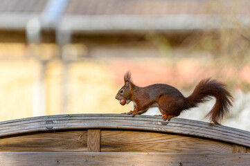  Eichhörnchen © Dwi