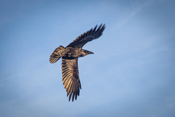 Black Raven in flight