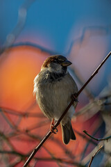 House sparrow would look for prey from a branch