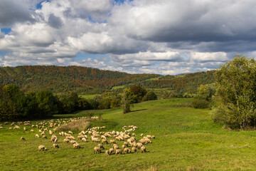 Sheep herd near Terchova, Mala Fatra, Slovakia