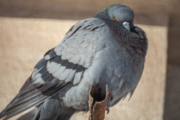 pigeon on a fence