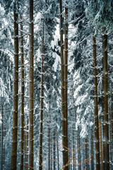 Winter, Bäume, Wald, Winterlandschaft, Schnee, Schneelandschaft, Weihnachten, Weg, Bayern