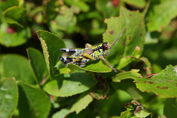 The Green Mountain Grasshopper (Miramella alpina) short-horned grasshoppers in a natural habitat on the leaf of blueberry