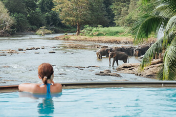 Woman relaxing in swimming pool and watching a Herd of Young elephants in river water hosing in...