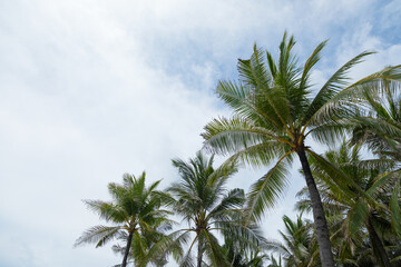 Fototapeta na wymiar Palm trees against blue sky. Tropical landscape. Palm at tropical coast, coconut tree, summer tree. Background with copy space. Tropical landscape. Bali island, Indonesia.