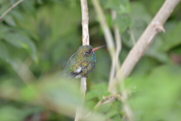 hummingbird on a branch through leafs