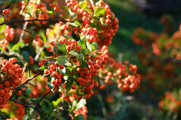 red and yellow leaves