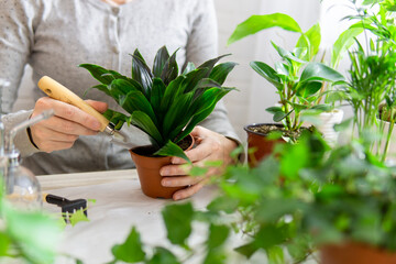 Woman gardeners transplanting plant in new pots on the white wooden table. Concept of home garden. Spring time. Stylish interior with a lot of plants. Taking care of home plants. Template.