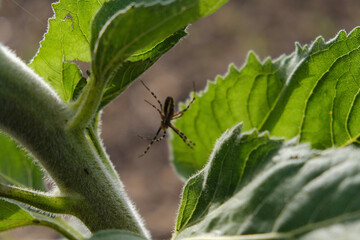 green caterpillar on a leaf