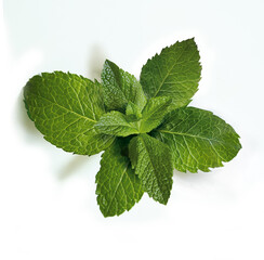 menthe, feuille, herbe, plante, isolé, menthe poivrée, frais, congé, médecine, menthe verte, aliment, nature, aux herbes, ingredi ents, blanc, arôme, mélissa, menthol, aromate, épice, sain, fraîcheur, © behzadillustrations