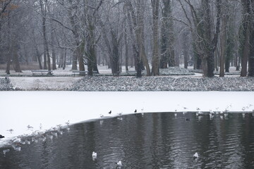 Park zaśnieżony krajobraz zimowy 