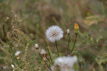 thistle in the field
