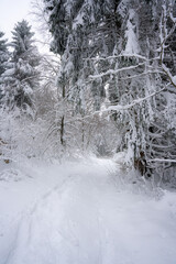 Winter, Bäume, Wald, Winterlandschaft, Schnee, Schneelandschaft, Weihnachten, Weg, Bayern