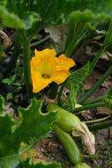 zucchini in the garden